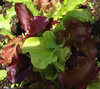 MitiusFolium Baby Lettuce Leaf Mix 830 Seeds 1g