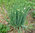 Welsh Onion, Spring Onion 250 Vegetable Seeds