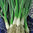 Welsh Onion, Spring Onion 250 Vegetable Seeds