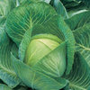 Cabbage F1 Kilaton 10 Vegetable Seeds