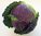 Cabbage January King 350 Winter Savoy Seeds