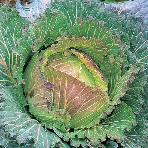 Cabbage January King 350 Winter Savoy Seeds
