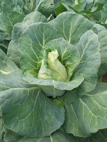 Cabbage First Early Market 450 Vegetable Seeds