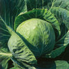 Cabbage F1 Spring Hero 15 Vegetable Seeds