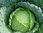 Cabbage F1 Serve 30 Savoy Vegetable Seeds