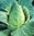 Cabbage Offenham 2 Flower Of Spring 450 Seeds