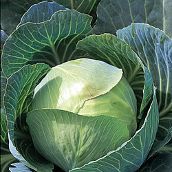 Cabbage Primo 2 Ballhead 450 Vegetable Seeds
