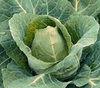 Cabbage Offenham 3 Wintergreen 300 Seeds