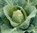 Cabbage Offenham 3 Wintergreen 300 Seeds