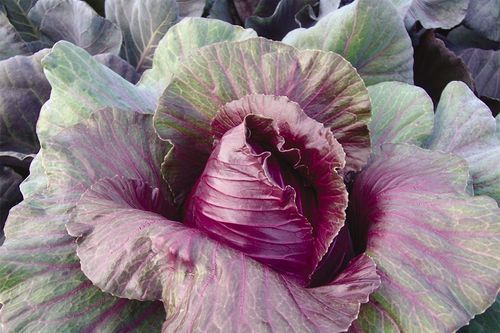 Red Cabbage Kalibos 200 Pointed Head Seeds