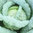 Cabbage Medee F1 Savoy 30 Vegetable Seeds