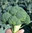 Calabrese F1 Penta 25 Vegetable Seeds