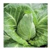 Cabbage Wheelers Imperial Vegetable Seeds