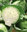 Cabbage Sherwood F1 25 Vegetable Seeds