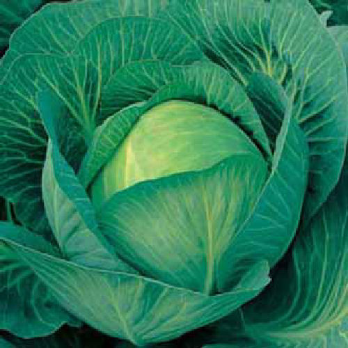 Cabbage Sherwood F1 25 Vegetable Seeds