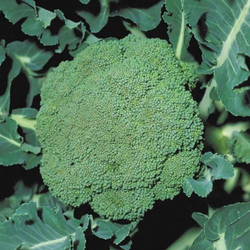 Calabrese Parthenon F1 40 Vegetable Seeds