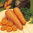 Carrot Autumn King 2 Vegetable Seeds