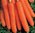 Carrot Early Nantes 2 1400 Vegetable Seeds
