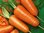 Carrot Chantenay 2 Red Cored 750 Vegetable Seeds