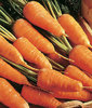 Carrot Chantenay 2 Red Cored 750 Vegetable Seeds