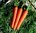 Carrot F1 Senior 450 Vegetable Seeds