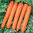 Carrot F1 Senior 450 Vegetable Seeds