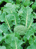 Calabrese Samson F1 40 Vegetable Seeds