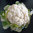 Cauliflower Snowball 200 Vegetable Seeds