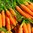 Carrot Flyaway F1 400 Vegetable Seeds