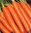 Carrot Trevor F1 400 Vegetable Seeds