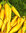 Carrot Solar Yellow 700 Vegetable Seeds