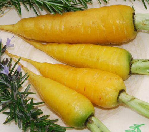 Carrot Solar Yellow 700 Vegetable Seeds - VIRIDIS HORTUS