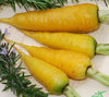 Carrot Solar Yellow 700 Vegetable Seeds