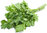 Celery Leaf 1500 (0.47g's) Vegetable Seeds