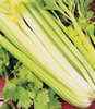 Celery Golden Self-Blanching 3000 Vegetable Seed