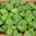 Basil Aton 700 1g Herb Seeds