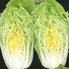 Chinese Cabbage 1623 F1 Maincrop 70 Seeds