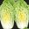 Chinese Cabbage 1625 F1 Early Variety 70 Seeds