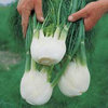 Fennel Florence Mixed 125 (0.5g) Herb Seeds