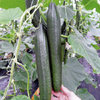 Cucumber F1 Burpless Tasty Green Vegetable Seeds