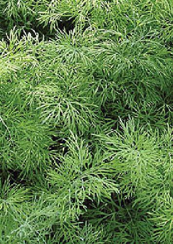 Dill Domino - Herb 1400 (2.2g) Seeds