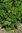 Dwarf French Bean Hildora 40 Seeds