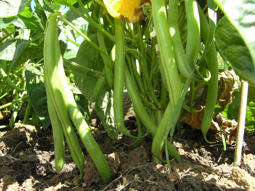 Dwarf  French Bean Stanley Vegetable Seeds