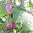 Aubergine Pinstripe F1 6 Vegetable Seeds