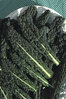 Nero Di Toscana Borecole Curly Kale Veggie Seeds