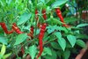 Cayenne Long Slim Chilli Pepper Seeds