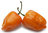 Habanero Orange Hot Chili Pepper Seeds
