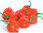 Scotch Bonnet Red Chili Pepper 10 Vegetable Seed