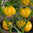 Scotch Bonnet Yellow Chili Pepper Seeds
