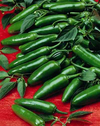 Serrano Hot Chili Pepper 90 Vegetable Seeds